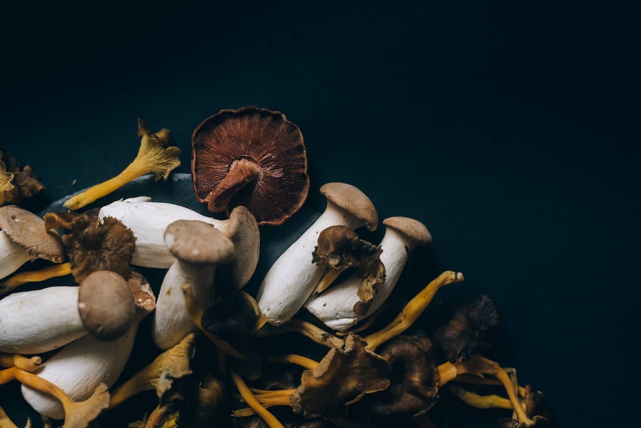 champignons champignons contre la gynécomastie